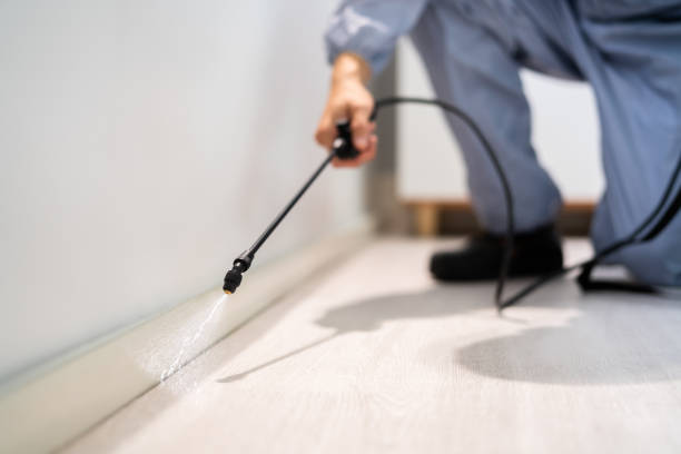 Certified termite inspector examining foundation in Lawson Heights